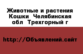 Животные и растения Кошки. Челябинская обл.,Трехгорный г.